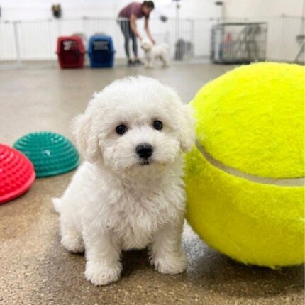 Giant Bichon Frise Ball Toy