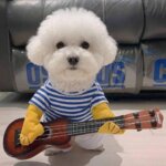 Guitar Player Bichon Frise Costume