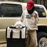 In-Cabin Bichon Frise Flight Carrier