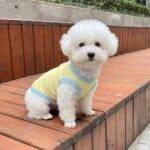 Lemon Breeze Bichon Frise Shirt