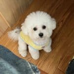Lemon Breeze Bichon Frise Shirt