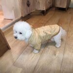 Lightweight Hooded Bichon Jacket