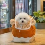 Lion Mane Bichon Carrier