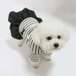 Little Black Bichon Dress