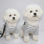 Little Black Bichon Dress