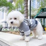 Luxury Bichon Frise Handbag
