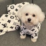 LV Bichon Frise Set