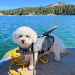 Mermaid & Shark Life Jackets for Bichons