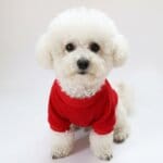MerryBichon Christmas Hoodie