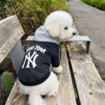 NY Hooded Bichon Frise Jacket