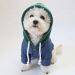 NYC Denim Bichon Frise Jacket