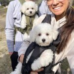 Outdoor Bichon Frise Backpack