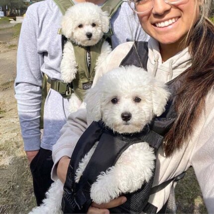 Outdoor Bichon Frise Backpack