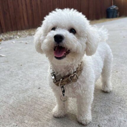 Pawcci Collar & Leash