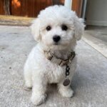 Pawcci Collar & Leash