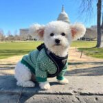 Pawcci Green Bichon Frise Sweater