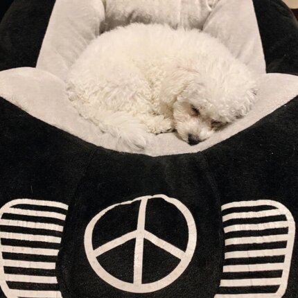 Pawcedes Luxury Dog Bed for Bichon Frise