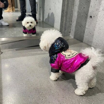 Pawcler Bichon Frise Jacket