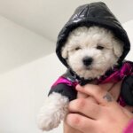 Pawcler Bichon Frise Jacket