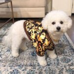 Pawsace Bomber Jacket for Bichon Frise