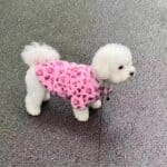 Pink Bichon Winter Coat