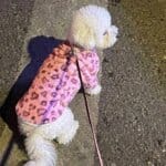 Pink Bichon Winter Coat