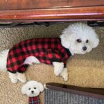 Plaid Bichon Frise Pajamas