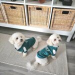 Player Game Bichon Frise Costumes