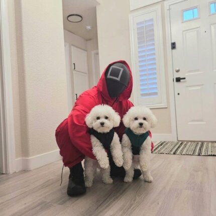 Player Game Bichon Frise Costumes