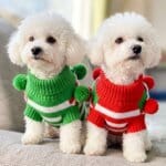 Pom-Pom Xmas Collar Bichon Sweater
