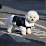 Pup Couture Bichon Frise Jacket