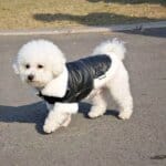 Pup Couture Bichon Frise Jacket