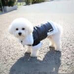 Pup Couture Bichon Frise Jacket