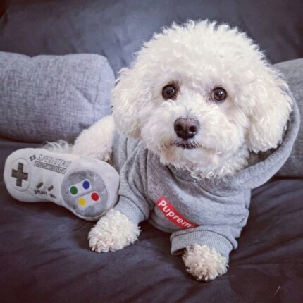 Pupreme Grey Hoodie for Bichon Frise