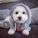 Pupreme Grey Hoodie for Bichon Frise