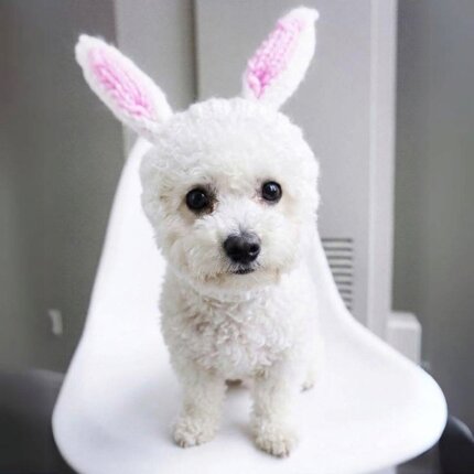 Rabbit Holiday Bichon Frise Hat