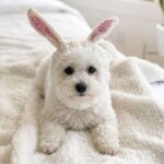 Rabbit Holiday Bichon Frise Hat