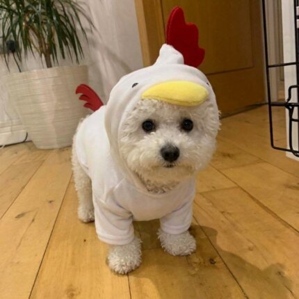 Rooster Bichon Frise Hoodie
