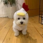Rooster Bichon Frise Hoodie