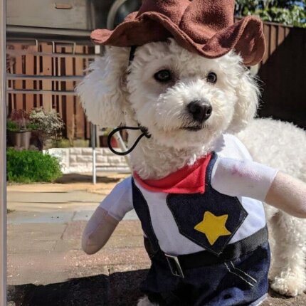 Sheriff Bichon Frise Costume