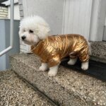 Shiny Jumpsuit Bichon Coat