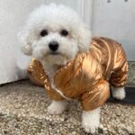Shiny Jumpsuit Bichon Coat