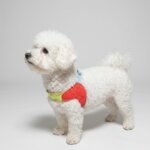 Space Pop Bichon Harness