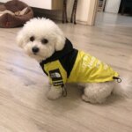 The Bichon Face Windbreaker