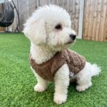 Warm Soft Bichon Frise Sweater