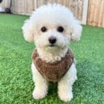 Warm Soft Bichon Frise Sweater