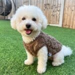 Warm Soft Bichon Frise Sweater