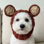 Bichon Frise wearing a brown knitted bear snood hat with crocheted ears