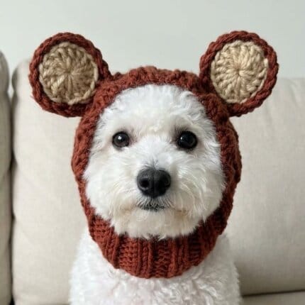 Bichon Frise wearing a brown knitted bear snood hat with crocheted ears