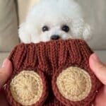 Bichon Frise peeking over the ribbed collar of a knitted bear snood hat